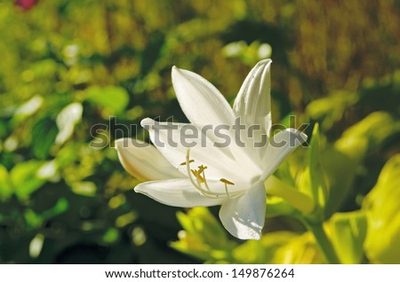 madonna lily