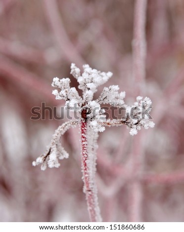 elderberry branches covered with frost