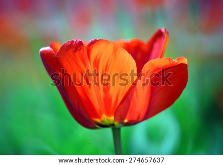Tulip flower Defocused  texture background