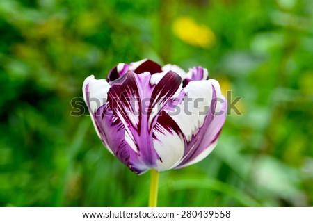 Tulip flower Defocused texture background