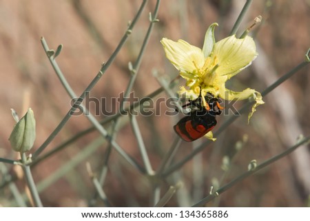 Red beetle on desert flower. Shot in Namibia.
