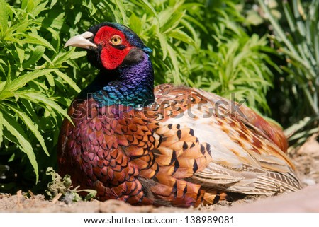 Sitting pheasant - close-up. Shot in Cape Town, South Africa.