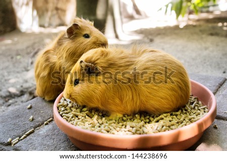 Two guinea pigs during meal. Shot in South Africa.