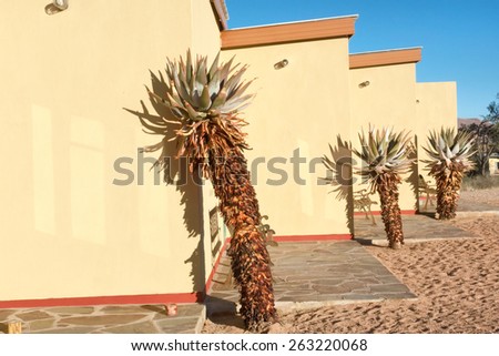 African plants next to yellow house. Shot in Warmbad, Namibia.