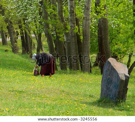 Old woman collects dandelions and other medical herbs. Shot in Poltavska region, Ukraine.