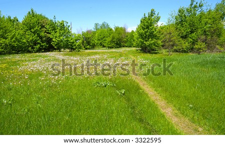 Country road in spring dandelion field. Shot in Ukraine.
