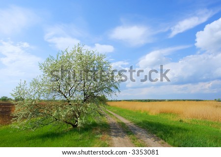 Spring tree next to road in reed marsh field. Shot near Psyol river, Ukraine.