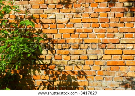 Rustic red brick wall with plants in front of it - in sunset light. Shot in Ukraine.