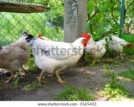 Bunch of white hens in country homestead. Shot in Ukraine.