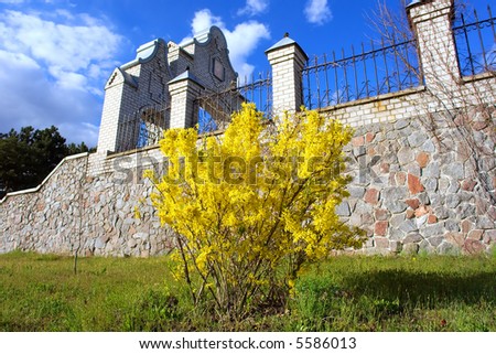 Yellow plant in front of church\'s wall. Shot in a small town\'s park, Ukraine.