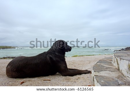 Black dog lies near house on beach and looks at sea. Shot on West Coast, between Grotto Bay nature reserve and Silwerstroomstrand, Western Cape, South Africa.