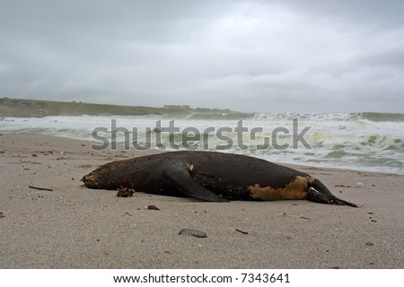 Dead seal lies on beach under magic light. Shot on West Coast, between Grotto Bay nature reserve and Silwerstroomstrand, Western Cape, South Africa.