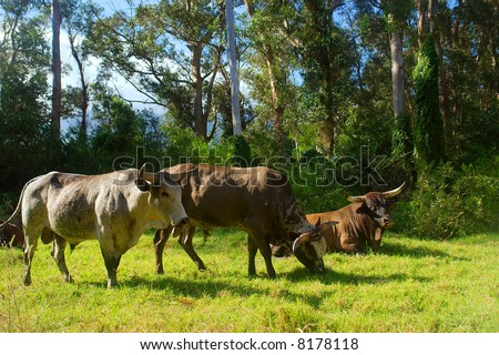 Nguni Bulls