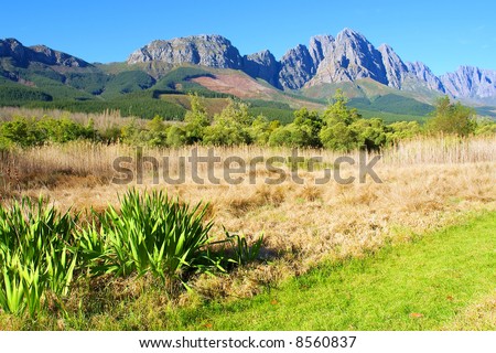 Plants growing next to grassy track through dry reed marsh in mountains. Shot in August, Stellenbosch, Jonkershoek, South Africa.