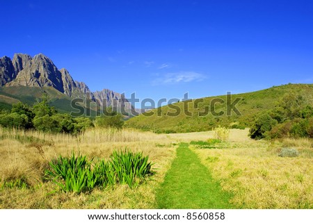 Grassy track through dry reed marsh in mountains. Shot in August, near Stellenbosch, Jonkershoek, South Africa.