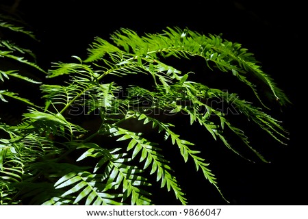 Green fern-like plant on black background. Shot in Porteville, Western Cape, South Africa.
