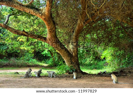 Monkey Tree