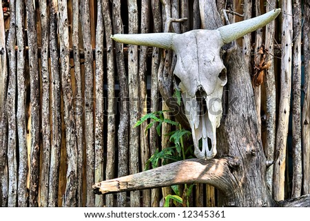 African bull skull on wall in restaurant. Shot in Sodwana Bay, KwaZulu-Natal, South Africa and Southern Mozambique.