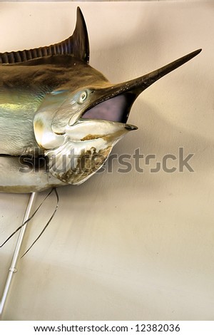 Stuffed marlin\'s head on wall in restaurant. Shot in Sodwana Bay Nature Reserve, KwaZulu-Natal province, South Africa and Southern Mozambique.