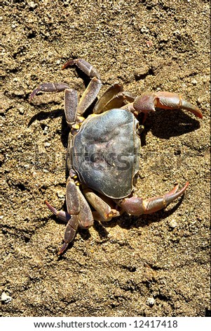 River crab on sand beach. Shot in the Langeberge highlands near Grootrivier and Gouritsrivier rivers crossing, Garden Route, Western Cape, South Africa.