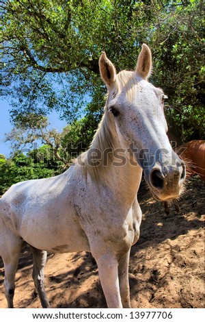 White horse in forest looks in camera. Shot in Sodwana Bay Nature Reserve, KwaZulu-Natal province, Southern Mozambique area, South Africa.