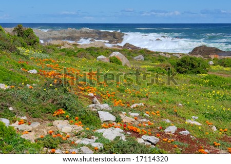 Flower field next to sea. Shot in West Coast National Park, near Langebaan, Western Cape, South Africa.