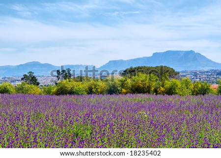 Purple lucerne field in front of Table Mountain. Shot in Kuils River Winelands, near Stellenbosch/Cape Town, Western Cape, South Africa.