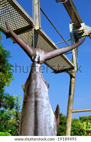 Tail of caught marlin against sky. Shot in Sodwana Bay campsite, KwaZulu-Natal province, Southern Mozambique area, South Africa.