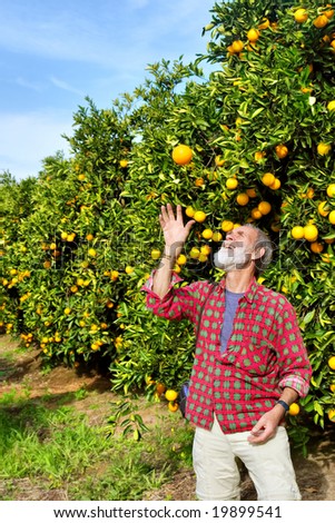 Happy old farmer tosses orange fruit from his garden. Shot on N7 highway, near Citrusdal, Western Cape, South Africa.