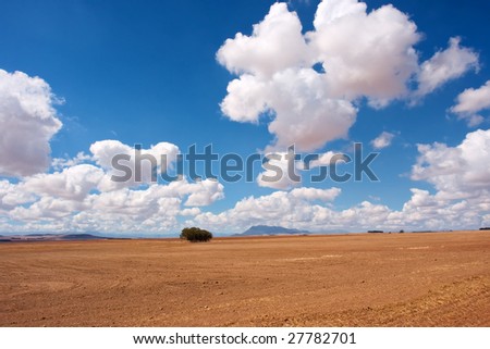 Group of trees in desert under majestic skies. Shot near Langebaan/Vredenburg, Western Cape, South Africa.