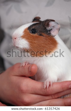 Guinea pig in hand 1