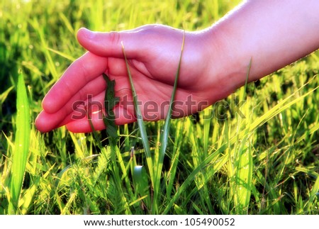 A hand is giving shelter to grass. A concept of help, success, help offer, protection.