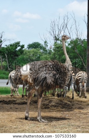 Two Ostriches in pen. Big beautiful birds
