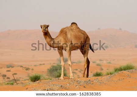 Camel In The Desert, United Arab Emirates