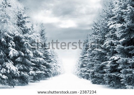 Cold and snowy winter road with blue evergreens and grey clouded skies. Copy space in the center-top and center-bottom.