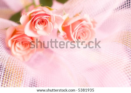 wedding bouquet of roses. Low DOF, focal point is on the central flower