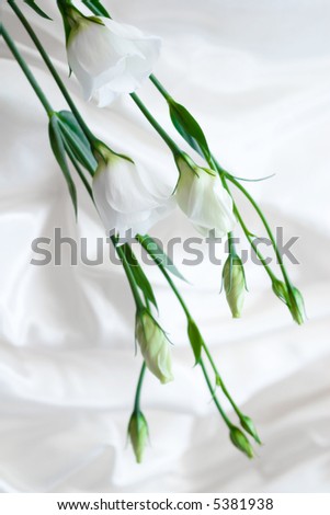 white flowers on the white silk background