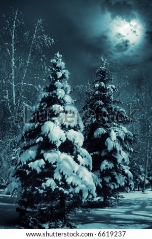 Evergreens at snowy winter forest in the night.  Special toned photo f/x.