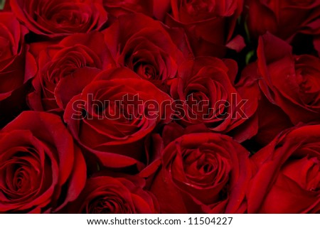Red roses background, low DOF