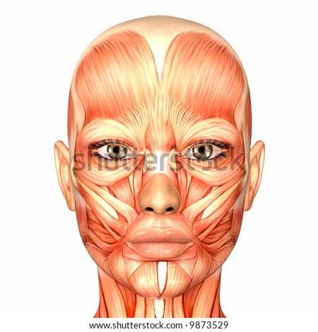 Human Anatomy - Face Stock Photo 9873529 : Shutterstock