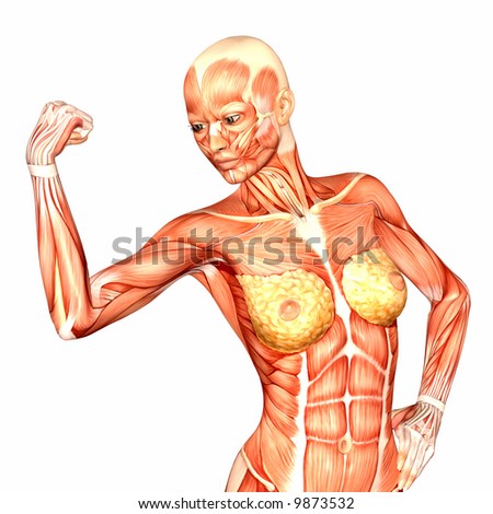 human anatomy. stock photo : Human Anatomy -