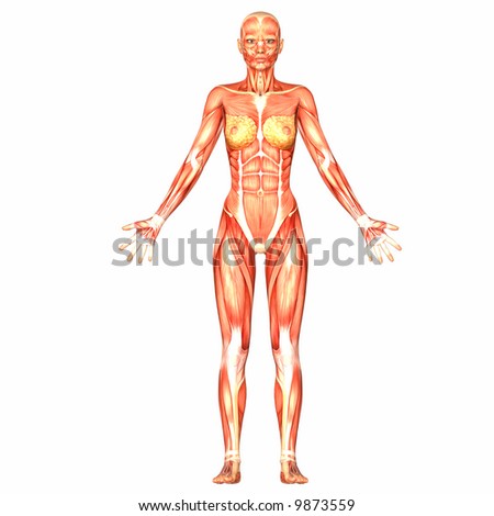 human anatomy. stock photo : Human Anatomy