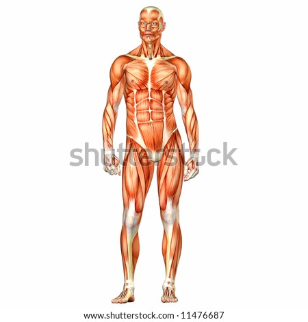 Body on Male Human Body Anatomy Stock Photo 11476687   Shutterstock