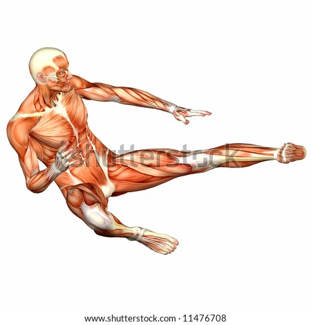 human body anatomy. stock photo : Male Human Body