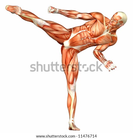 human body anatomy. stock photo : Male Human Body