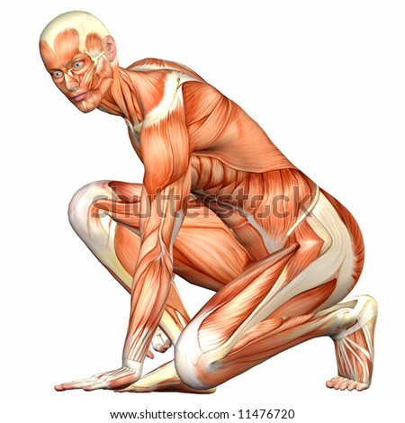 human body anatomy. stock photo : Male Human Body