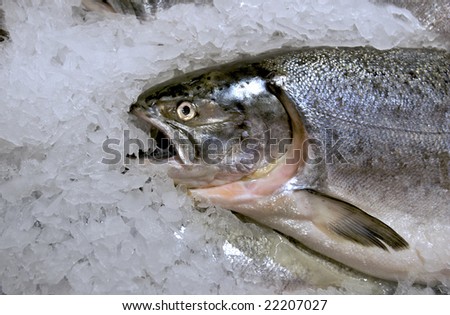 Fresh Frozen Salmon for Sale