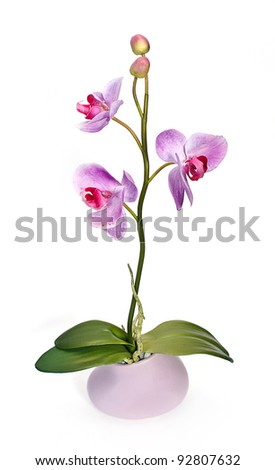 orchid in vase