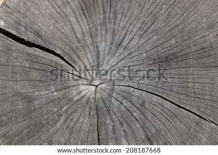growth ring on oak tree