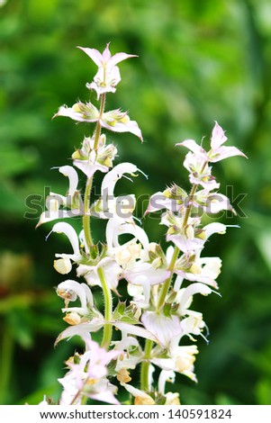 A beautiful odorous herb the salvia sclarea, which can be used as a natural remedy against stress, cramp and a lot of other diseases,